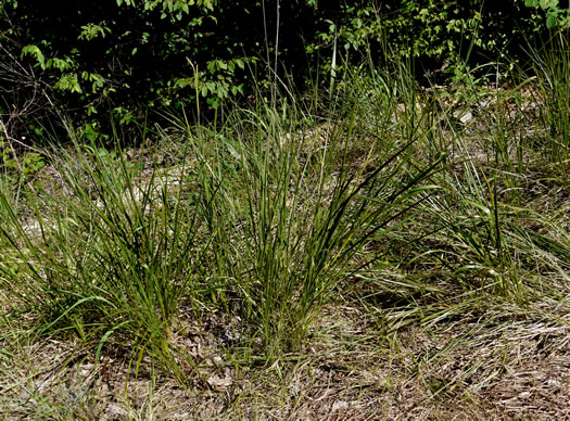 image of Tripsacum dactyloides var. dactyloides, Gama Grass, Eastern Gamagrass