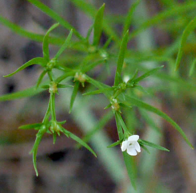 image of Polypremum procumbens, Juniperleaf, Polypremum, Rustweed