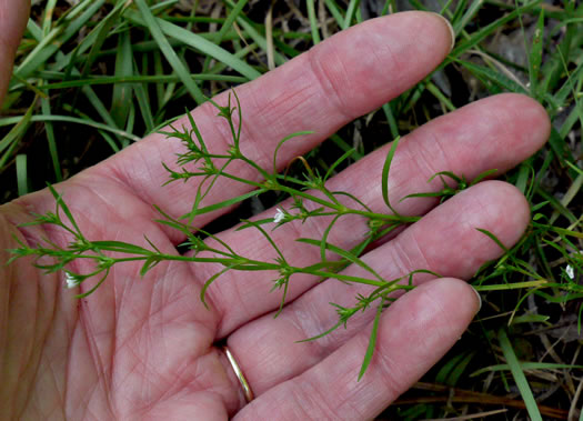 image of Polypremum procumbens, Juniperleaf, Polypremum, Rustweed