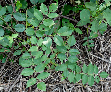 image of Wisteria frutescens var. frutescens, American Wisteria, Swamp Wisteria, Atlantic Wisteria