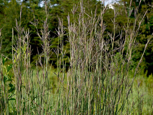 image of Andropogon gerardi, Big Bluestem, Turkeyfoot