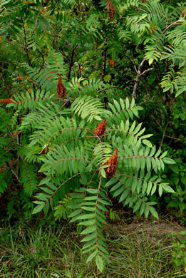 image of Rhus glabra, Smooth Sumac, Common Sumac