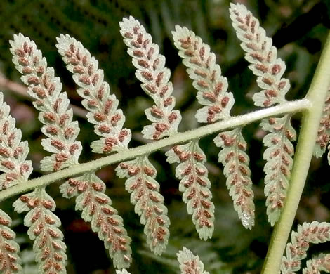 image of Athyrium asplenioides, Southern Lady Fern