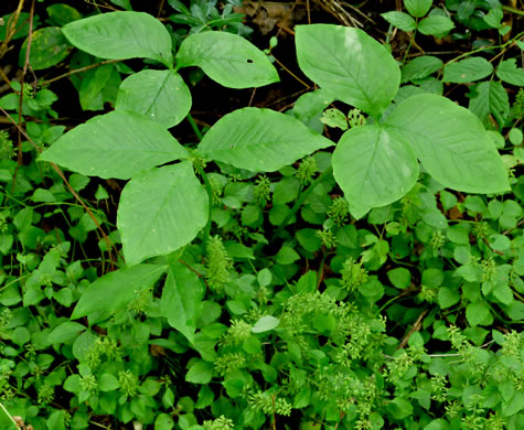 image of Clinopodium gracile, Slender Wild Basil, Slender Calamint