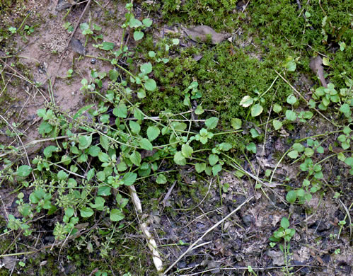 image of Clinopodium gracile, Slender Wild Basil, Slender Calamint