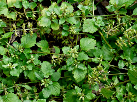 image of Clinopodium gracile, Slender Wild Basil, Slender Calamint