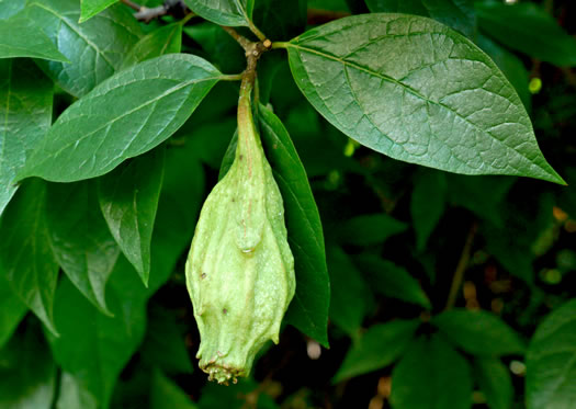 image of Calycanthus floridus, Sweetshrub, Carolina Allspice, Strawberry-shrub