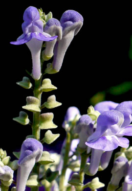 image of Scutellaria incana var. punctata, Hoary Skullcap, Downy Skullcap