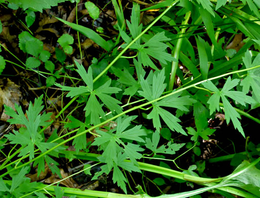 image of Aconitum uncinatum, Appalachian Blue Monkshood, Eastern Blue Monkshood