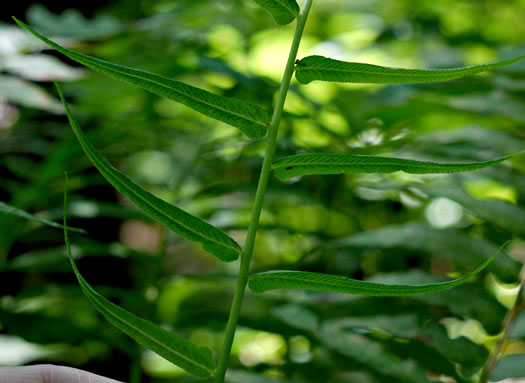 image of Diplaziopsis pycnocarpa, Glade Fern