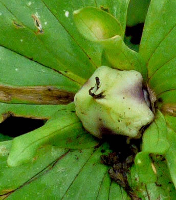 image of Trillium luteum, Yellow Trillium, Yellow Toadshade, Lemon-scented Trillium, Wax Trillium