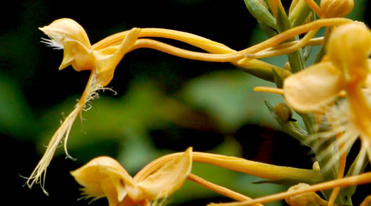 image of Platanthera ciliaris, Yellow Fringed Orchid