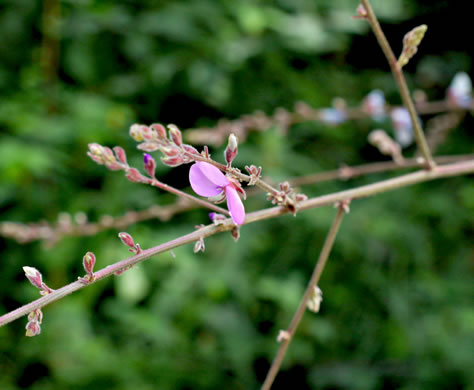 image of Desmodium viridiflorum, Velvety Tick-trefoil, Velvety Tick-clover