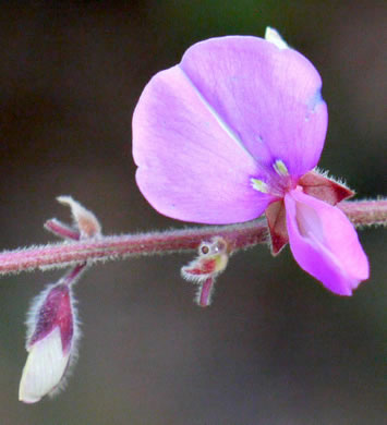 Desmodium viridiflorum, Velvety Tick-trefoil, Velvety Tick-clover