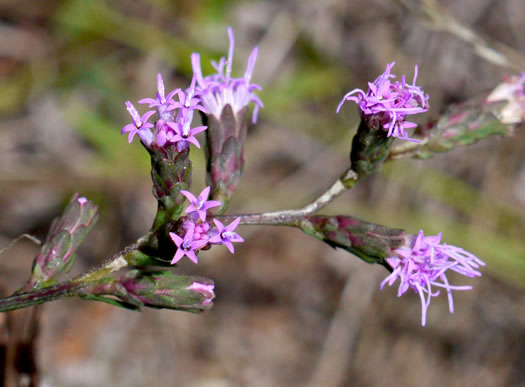 image of Liatris pilosa, Grassleaf Blazing-star, Shaggy Blazing-star