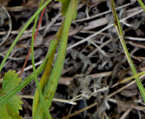 image of Liatris pilosa, Grassleaf Blazing-star, Shaggy Blazing-star