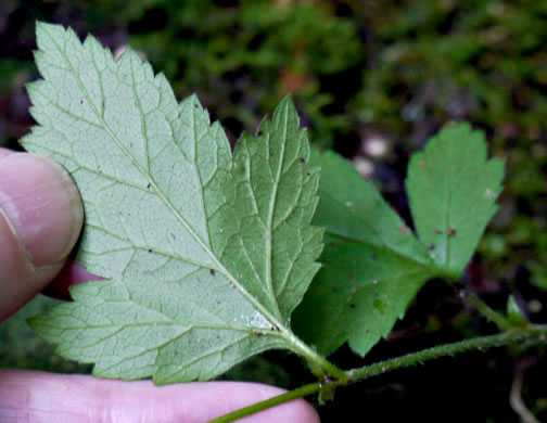 image of Geum canadense, White Avens