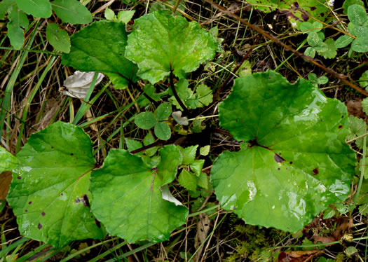 image of Tussilago farfara, Coltsfoot