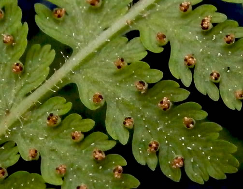 image of Sitobolium punctilobulum, Hay-scented Fern, Pasture Fern, Boulder Fern