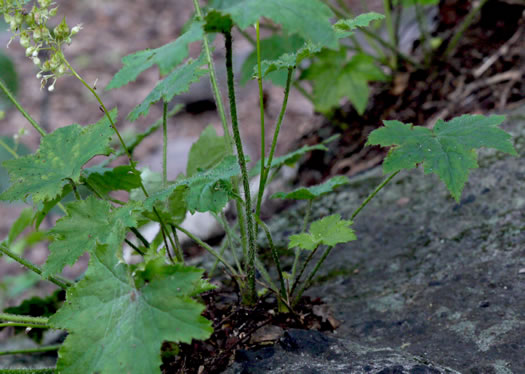 image of Heuchera villosa, Mapleleaf Alumroot, Hairy Alumroot, Rock Alumroot, Crag-jangle