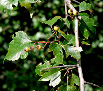 image of Crataegus phaenopyrum, Washington Hawthorn, Virginia Hawthorn