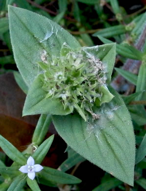 image of Richardia brasiliensis, Brazilian-clover, Tropical Mexican-clover, Tropical Richardia