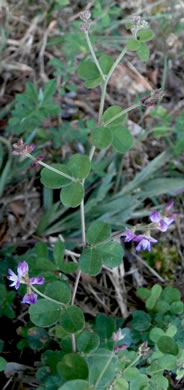 image of Lespedeza procumbens, Downy Trailing Lespedeza, Trailing Bush-clover