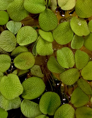 image of Salvinia minima, Water Spangles, Floating Fern