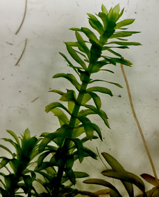 Egeria densa, Brazilian Waterweed, Brazilian Egeria, "Brazilian Elodea", "Anacharis"