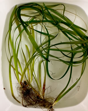 Vallisneria americana, American Eelgrass, Water-celery, Tapegrass, Vallisneria