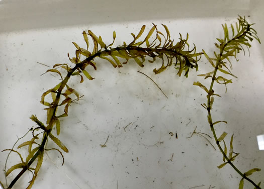 image of Hydrilla verticillata, Hydrilla