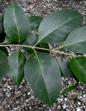 image of Ligustrum lucidum, Glossy Privet, Broadleaf Privet