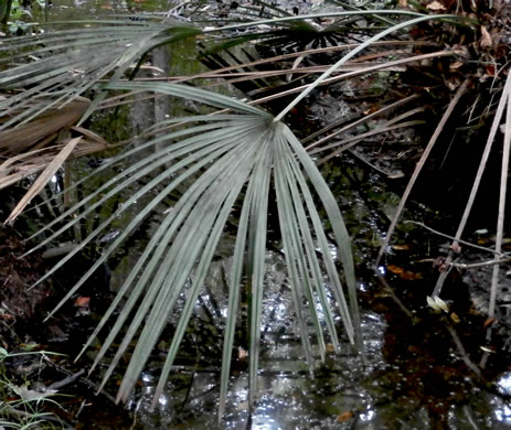 image of Rhapidophyllum hystrix, Needle Palm, Blue Palmetto