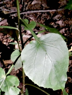 Nabalus altissimus, Tall Rattlesnake-root, Tall White Lettuce