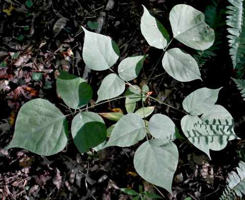 image of Hylodesmum glutinosum, Heartleaf Tick-trefoil, Clusterleaf Tick-trefoil, Pointedleaf Tick-Trefoil