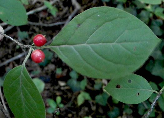 image of Ilex ambigua, Carolina Holly