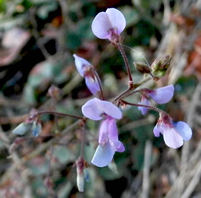 image of Desmodium ciliare, Hairy Small-leaf Tick-trefoil, Littleleaf Tick-trefoil