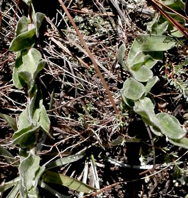 image of Chrysopsis gossypina, Woolly Goldenaster, Cottonleaf Goldenaster, Gossamer Goldenaster, Cottony Goldenaster