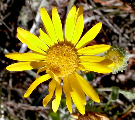 image of Chrysopsis gossypina, Woolly Goldenaster, Cottonleaf Goldenaster, Gossamer Goldenaster, Cottony Goldenaster