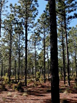 image of Pinus palustris, Longleaf Pine, Southern Pine