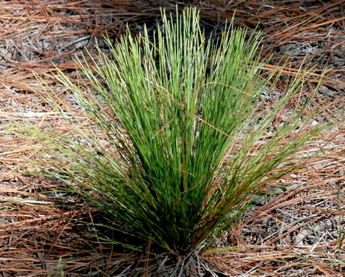 image of Pinus palustris, Longleaf Pine, Southern Pine