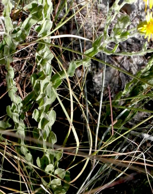 image of Chrysopsis gossypina, Woolly Goldenaster, Cottonleaf Goldenaster, Gossamer Goldenaster, Cottony Goldenaster