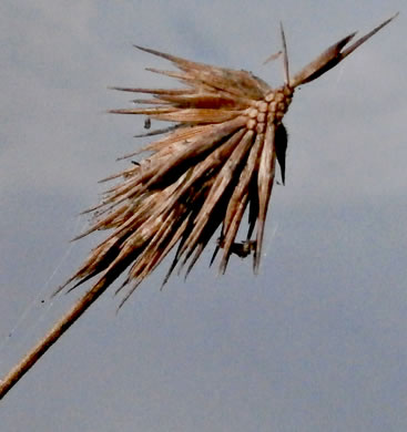 image of Cyperus plukenetii, Starburst Flatsedge, Plukenet’s Flatsedge, Plukenet’s Sedge