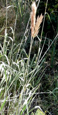 image of Erianthus giganteus, Sugarcane Plumegrass, Giant Plumegrass