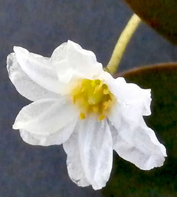 image of Nymphoides cordata, Little Floating Heart