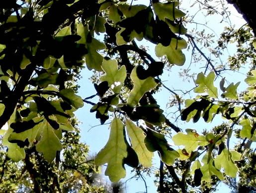 image of Quercus margaretiae, Sand Post Oak, Scrub Post Oak, Margaret's Oak