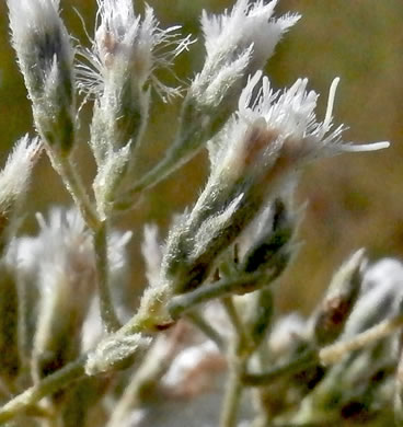 image of Eupatorium leucolepis, Savanna Eupatorium, Justiceweed, White-bracted Thoroughwort