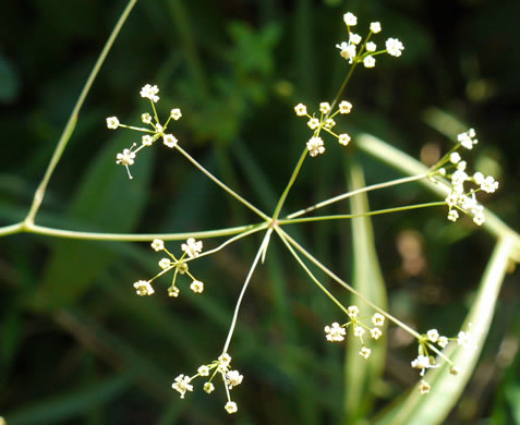 image of Oxypolis ternata, Savanna Cowbane