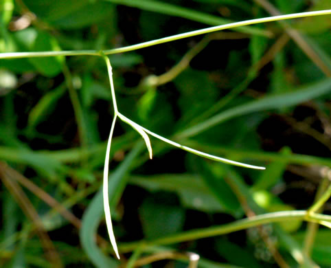 image of Oxypolis ternata, Savanna Cowbane