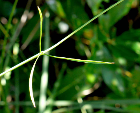 image of Oxypolis ternata, Savanna Cowbane